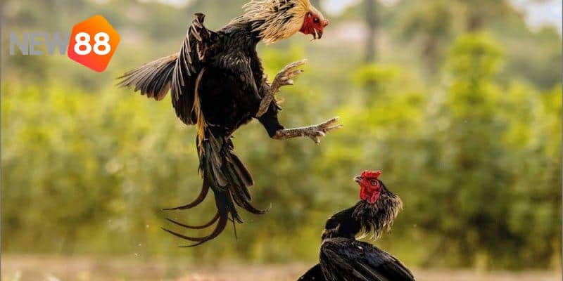 Quy trình chăm sóc thế gà đá xạ chuẩn cho người nuôi