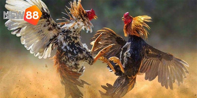 Giải đáp có nên nuôi chiến kê có thế gà đá xạ