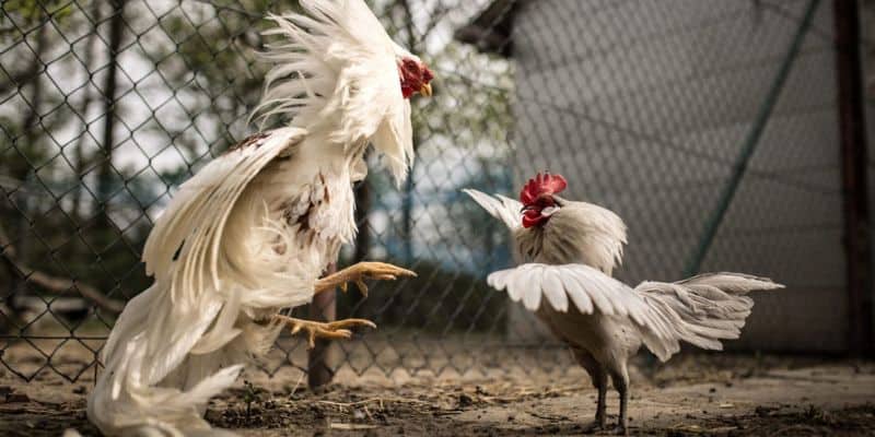 Không bỏ qua bất kỳ dữ liệu nào về trận chọi gà 