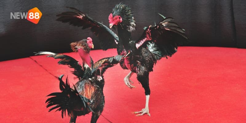 Đá Gà Đổi Thưởng | Siêu Phẩm Cá Độ Kiếm Bạc Tỷ Dành Cho Sư Kê