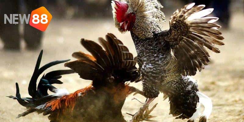 Đặc điểm nổi trội, dễ nhận diện của thế gà đá xạ