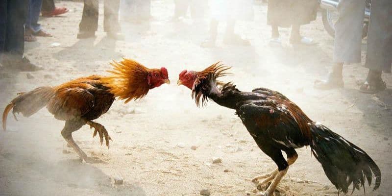 Lưu ý cần biết khi tham gia cược đá gà trực tiếp New88