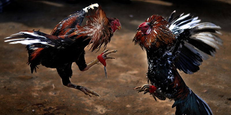 Giới thiệu sơ lược về dịch vụ đá gà Thomo nổi tiếng gần xa